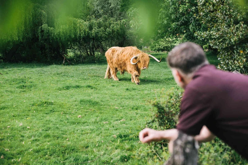 Mann beobachtet drau&szlig;en auf wiese einen wasserb&uuml;ffel